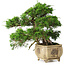 Juniperus chinensis Itoigawa, 31 cm, ± 30 anni