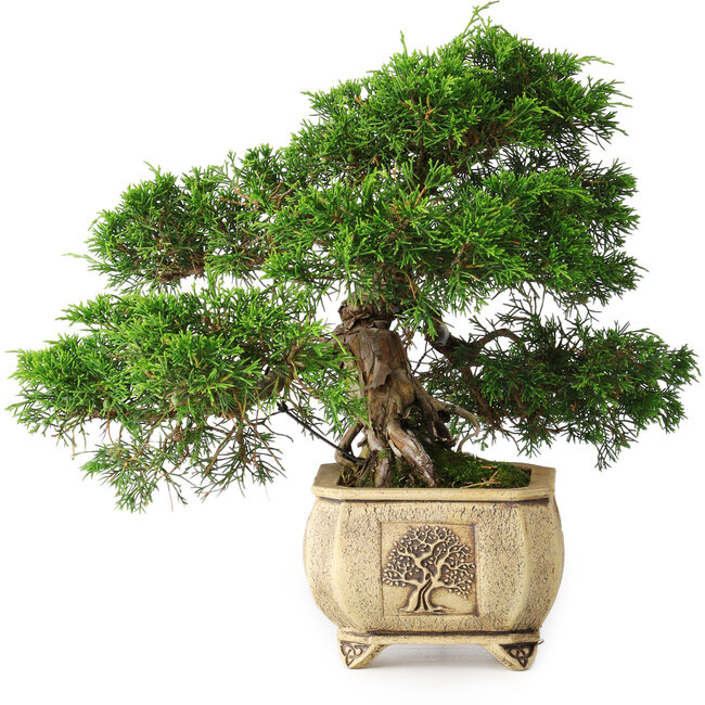 Juniperus chinensis Itoigawa, 31 cm, ± 30 jaar oud
