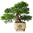 Juniperus chinensis Itoigawa, 31 cm, ± 30 anni