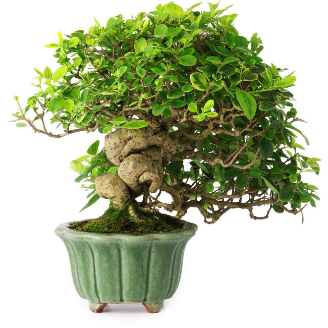 Ligustrum, 20 cm, ± 25 jaar oud, in een handgemaakte Japanse pot van Eime Yozan