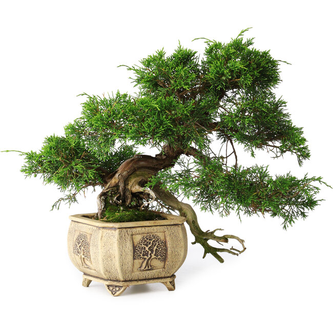 Juniperus chinensis Itoigawa, 31 cm, ± 30 years old