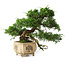 Juniperus chinensis Itoigawa, 31 cm, ± 30 ans