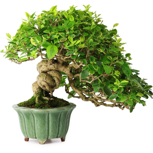 Ligustrum, 20 cm, ± 25 Jahre alt, in einem handgefertigten japanischen Topf von Eime Yozan