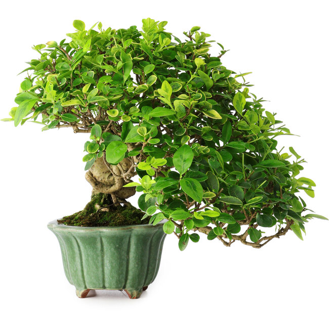 Ligustrum, 20 cm, ± 25 ans, dans un pot japonais fait main par Eime Yozan