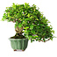 Ligustrum, 20 cm, ± 25 ans, dans un pot japonais fait main par Eime Yozan