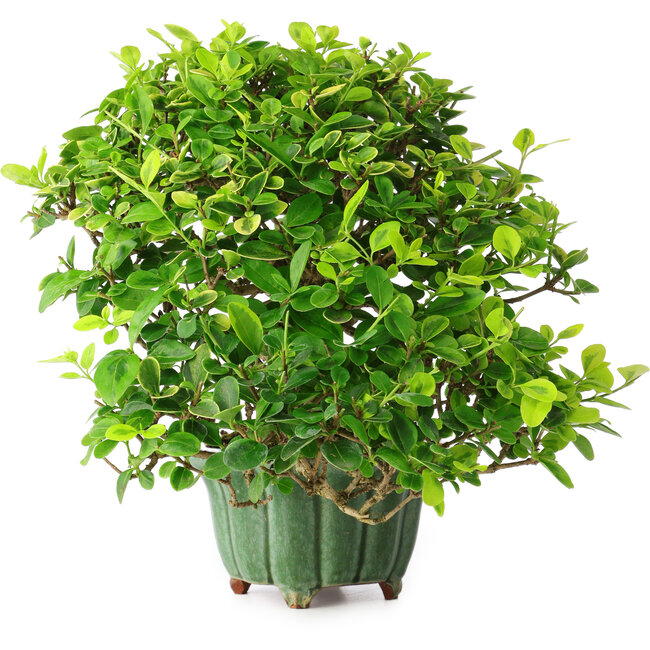 Ligustrum, 20 cm, ± 25 years old, in a handmade Japanese pot by Eime Yozan