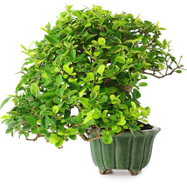 Ligustrum, 20 cm, ± 25 jaar oud, in een handgemaakte Japanse pot van Eime Yozan