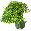 Ligustrum, 20 cm, ± 25 years old, in a handmade Japanese pot by Eime Yozan