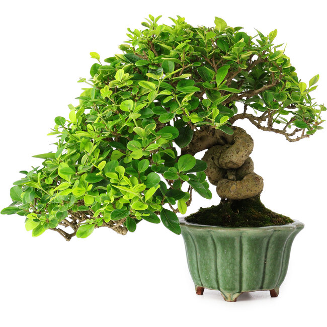 Ligustrum, 20 cm, ± 25 anni, in un vaso giapponese fatto a mano da Eime Yozan