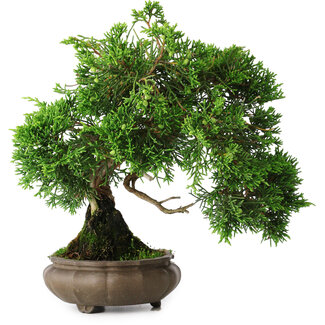 Juniperus chinensis, 19,5 cm, ± 30 jaar oud