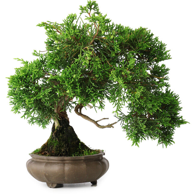 Juniperus chinensis, 19,5 cm, ± 30 años