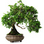 Juniperus chinensis, 19,5 cm, ± 30 jaar oud