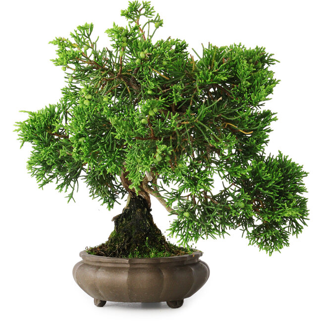 Juniperus chinensis, 19,5 cm, ± 30 Jahre alt