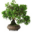 Juniperus chinensis, 19,5 cm, ± 30 ans