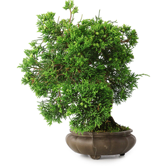 Juniperus chinensis, 19,5 cm, ± 30 Jahre alt