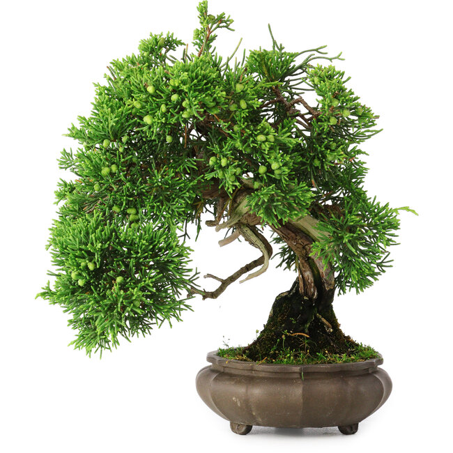 Juniperus chinensis, 19,5 cm, ± 30 Jahre alt