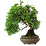 Juniperus chinensis, 19,5 cm, ± 30 anni