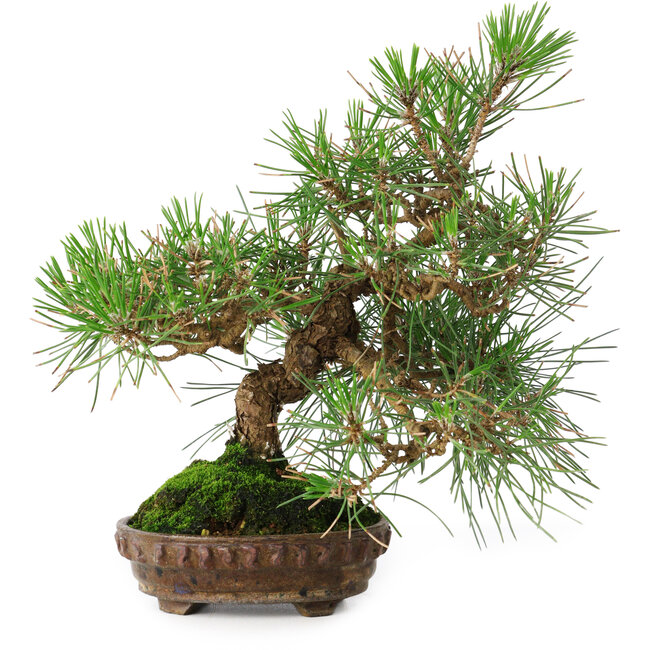 Pinus thunbergii, 23 cm, ± 20 ans