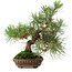 Pinus thunbergii, 23 cm, ± 20 years old