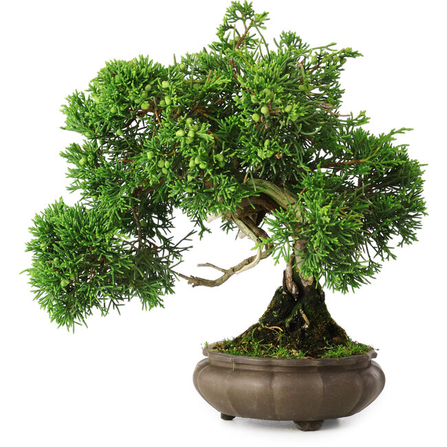 Juniperus chinensis, 19,5 cm, ± 30 Jahre alt
