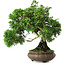 Juniperus chinensis, 19,5 cm, ± 30 ans