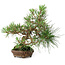 Pinus thunbergii, 23 cm, ± 20 ans