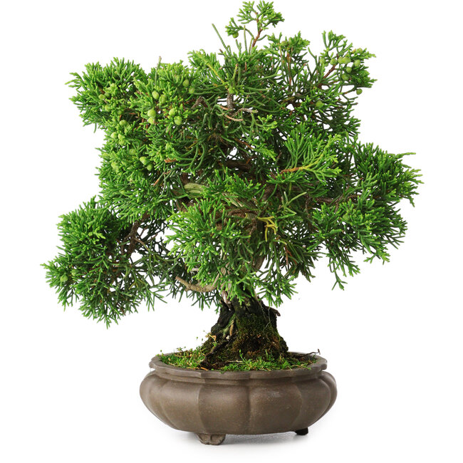 Juniperus chinensis, 19,5 cm, ± 30 Jahre alt