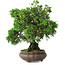 Juniperus chinensis, 19,5 cm, ± 30 jaar oud