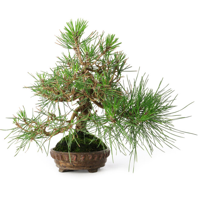 Pinus thunbergii, 23 cm, ± 20 jaar oud