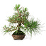 Pinus thunbergii, 23 cm, ± 20 ans