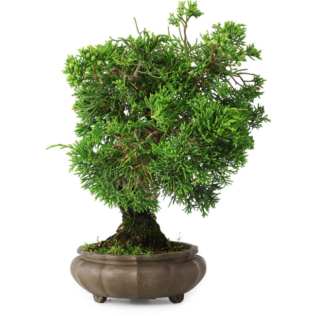 Juniperus chinensis, 19,5 cm, ± 30 anni