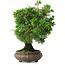 Juniperus chinensis, 19,5 cm, ± 30 ans