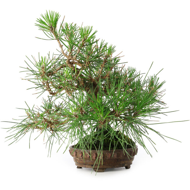 Pinus thunbergii, 23 cm, ± 20 ans