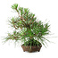 Pinus thunbergii, 23 cm, ± 20 ans
