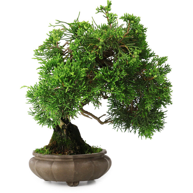 Juniperus chinensis, 19,5 cm, ± 30 años
