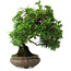 Juniperus chinensis, 19,5 cm, ± 30 ans