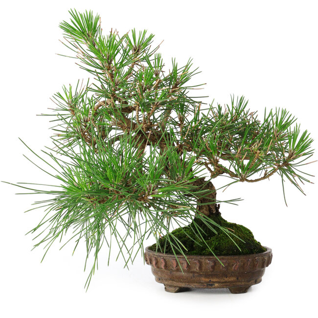 Pinus thunbergii, 23 cm, ± 20 Jahre alt