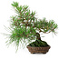 Pinus thunbergii, 23 cm, ± 20 jaar oud