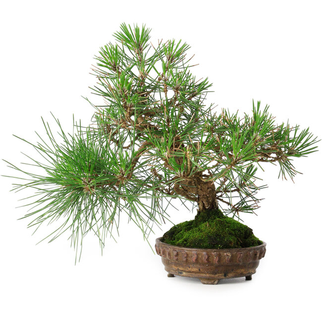Pinus thunbergii, 23 cm, ± 20 years old