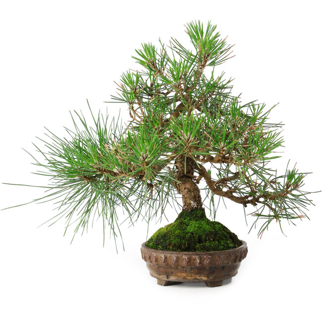 Pinus thunbergii, 23 cm, ± 20 ans