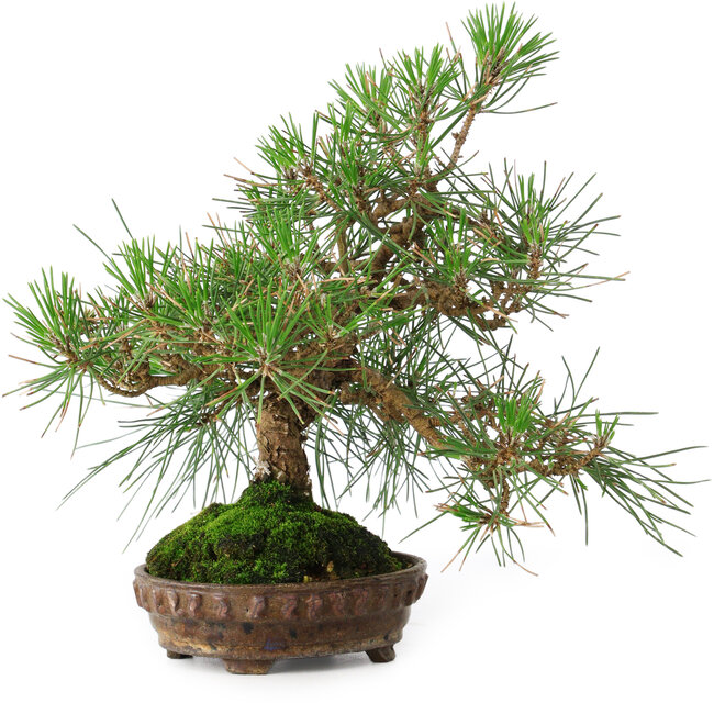 Pinus thunbergii, 23 cm, ± 20 Jahre alt