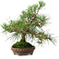 Pinus thunbergii, 23 cm, ± 20 jaar oud