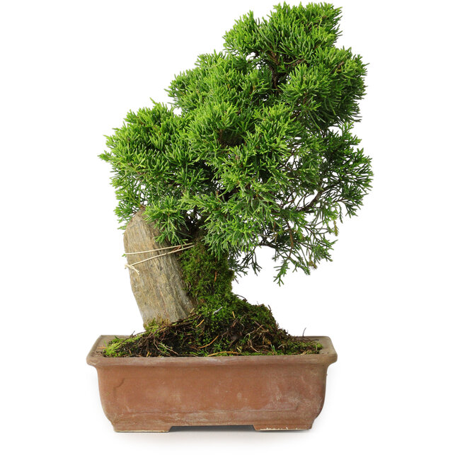 Juniperus chinensis Itoigawa, 27 cm, ± 9 años