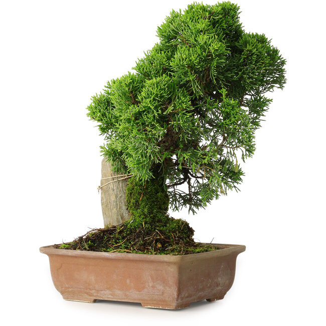 Juniperus chinensis Itoigawa, 27 cm, ± 9 años