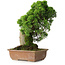 Juniperus chinensis Itoigawa, 27 cm, ± 9 jaar oud