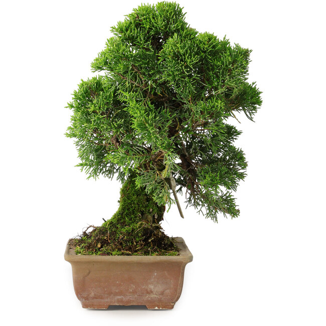 Juniperus chinensis Itoigawa, 27 cm, ± 9 years old