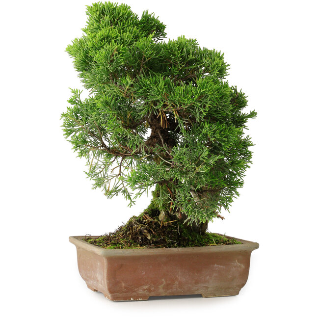 Juniperus chinensis Itoigawa, 27 cm, ± 9 ans