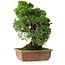 Juniperus chinensis Itoigawa, 27 cm, ± 9 jaar oud