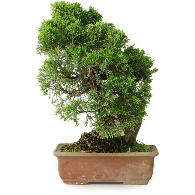 Juniperus chinensis Itoigawa, 27 cm, ± 9 Jahre alt