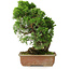 Juniperus chinensis Itoigawa, 27 cm, ± 9 ans